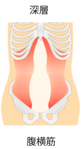 腹横筋