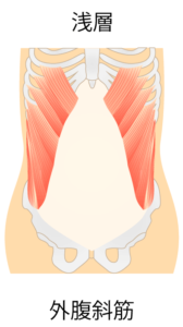 外腹斜筋