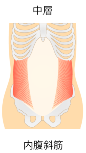 内腹斜筋