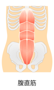 腹直筋