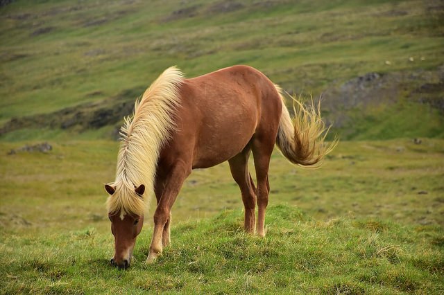 アイスランドの馬