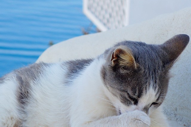 サントリー二島にいる猫